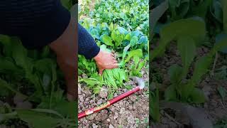 #green vegetables cutting process #farming #desiviilagelifetstyle #trending
