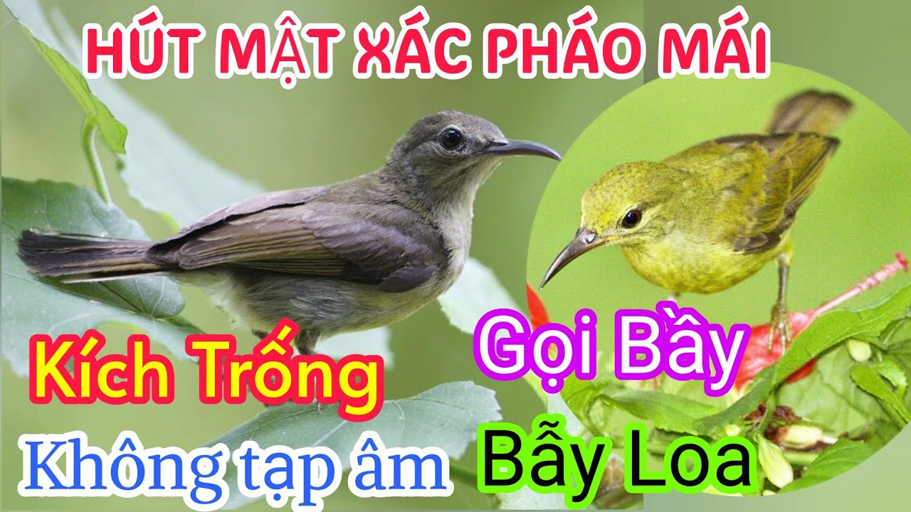 Hút mật xác pháo mái kích trống | hút mật xác pháo mái | hút mật xác pháo mái mồi | hút mật xác pháo