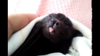 Bat Pup Charlie Yawning So Cute❤️🦇❤️