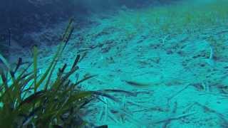 Cyclops Cave Dive Site Common Sole Protaras Cyprus