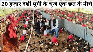 जिसने इसे सीख लिया वो बन गया देशी मुर्गी पालन का सिकंदर | Desi Chicken Brooding | Desi Poultry farm by SANDHU AGROFARM 13,520 views 1 month ago 8 minutes