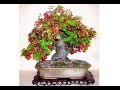 BONSAI DE ACEROLA - COMO FAZER DESDE O INÍCIO