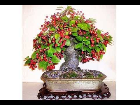 Vídeo: Como podar uma árvore de bonsai: 7 etapas (com fotos)