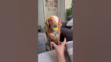 Are You Smiling Now Shiloh Dogshorts Goldenretriever 