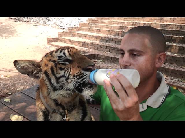 Bottle feeding Dala some milk