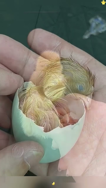 She Found a Heartbeat InsideEgg—and What Happened NextWill Melt Your Heart#animals #Friendship #Us