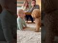 犬の鳴き声の真似をする赤ちゃんと鳴き声を返す犬👶🐶　#baby #dog #cute #funny #love #shorts #shortvideo #赤ちゃん #トイプードル#犬