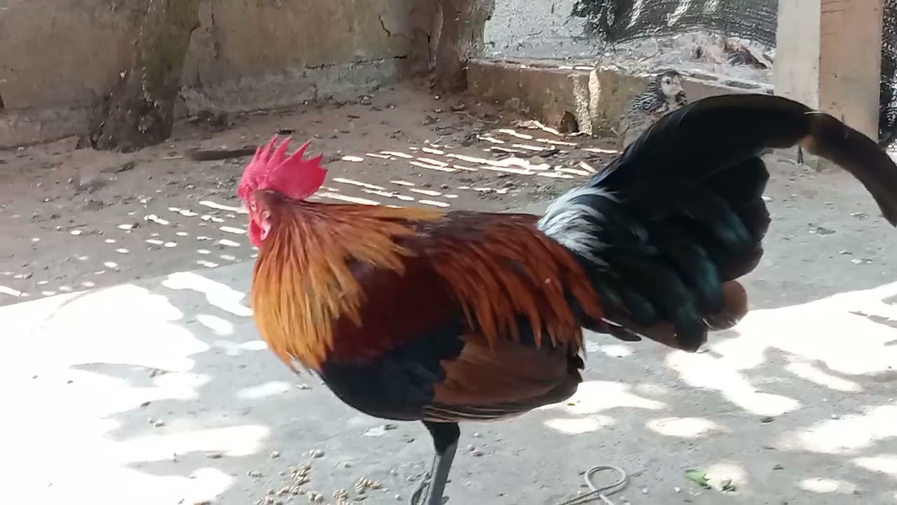 16 (1) qaib tuaj zoo heev nawb 2026