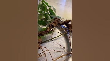 2 củ sâm rừng 2 Lạng già mời các bác siêu tầm gọi Zalo 0377965679 e Nguyệt nhé