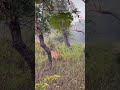 D1 male tiger bandhavgarh tiger reserves buffer zone 🐅 #bandhavgarh #tigerwalk #shorts #wildlife