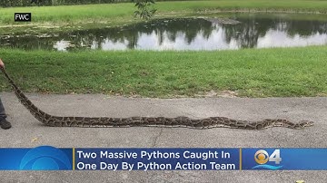 Two-For-One Special As FWC Nets Two Massive Pythons In One Day