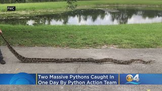Two-For-One Special As FWC Nets Two Massive Pythons In One Day