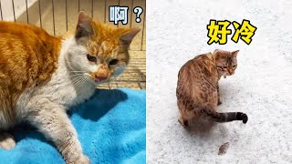 喵屆狼來了的故事！以為臭咪咪被困在房頂，原來只是逗我們玩#我和我的貓 #貓咪小院 screenshot 3