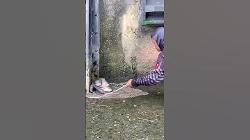 Cá Lớn - Cá Rô Phi mắc kẹt 😱 #khacthuyvlogg