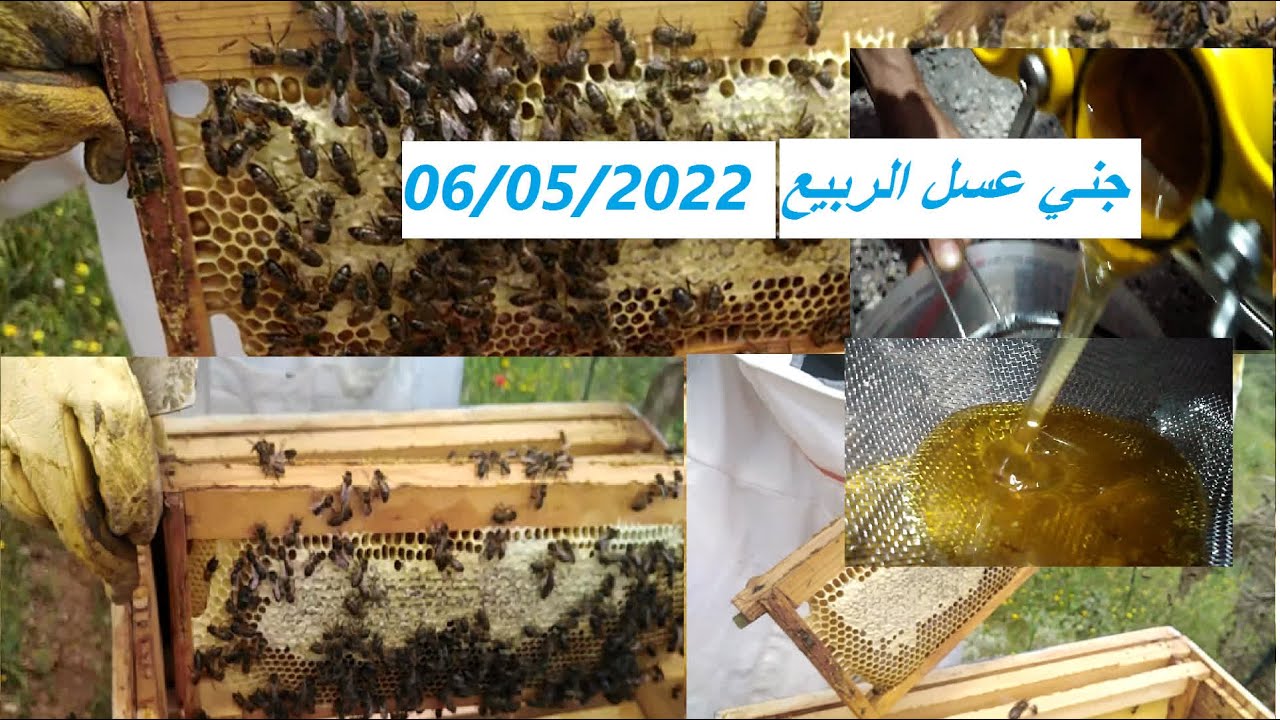 جني عسل الربيع 2022/05/06 /Récolte de miel de printemps/Spring honey harvest