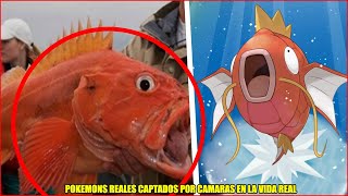 Top 6: Pokemons Captados por Camaras en la Vida Real Parte II