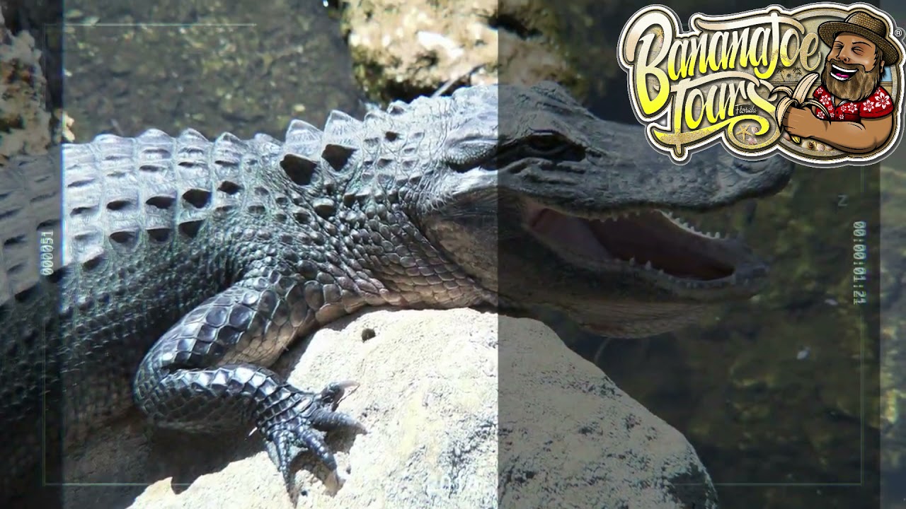 Best Everglades Airboat Tour