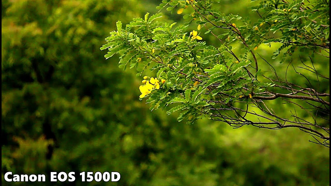 Canon Eos 1500D Nature Cinematic Video Sample Video 1 YouTube