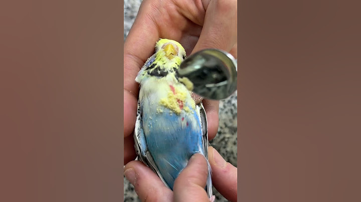 Acil bir durumda kuşunuza bunu uygulayabilirsiniz 👌￼ #birds #birdslover #muhabbetkuşu