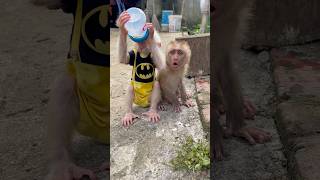 Baby Monkey Lele Is Jealous