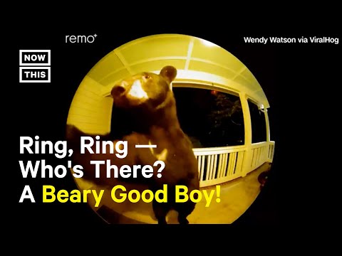 Bear Goes Viral After Politely Ringing Doorbell