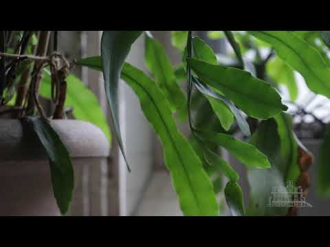 Vidéo: Cereus Peruvianus - En savoir plus sur le Cereus à floraison nocturne