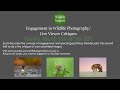 Engagement in Wildlife Photography