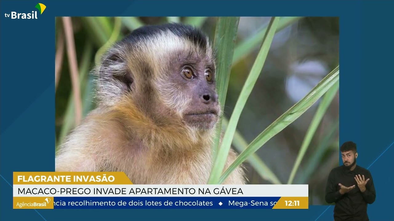 RJ  Macaco-prego invade apartamentos na Gávea para roubar comida