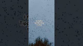 The moment that thousands of corvids descended on a wood