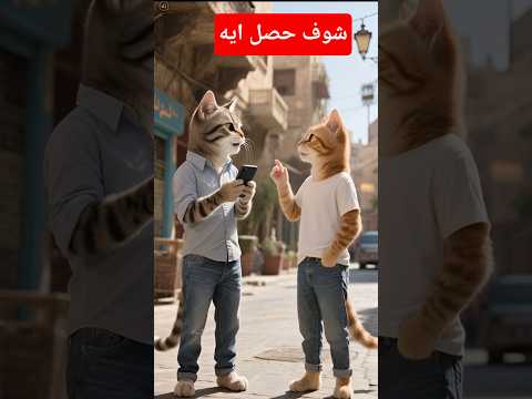القط مياو بيبعت فيديو رحمه محسن المسرب شوفوهيحصل ايه