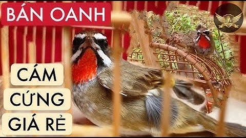 Bán Chim Oanh Cổ Đỏ Đã Vào Cám Giá Cực Rẻ Cho Anh Em Chơi Tết - Share The Birds With Everyone | KTB