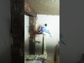 blue gouldian  of guruji #song #birds #zebrafinchbreeding #gouldianfinch #finch #gouldianfinches