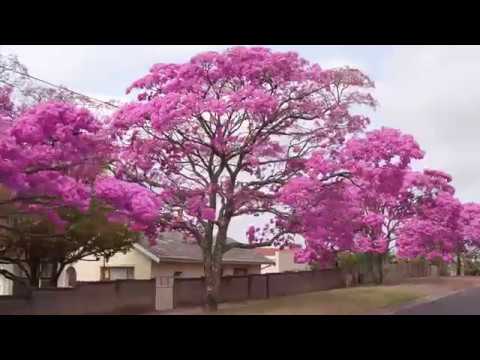 Video: Ano Ang Tabebuia Tree - Impormasyon Sa Pagpapalaki ng Tabebuia Trumpet Tree