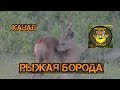 Охота на косулю в мае ). Jagd auf den Reh .