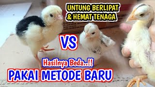 TERBARU! Cara Ternak Ayam Kampung Paling Gampang Tanpa Mikir Biaya Pakan