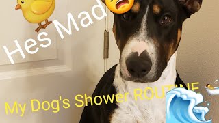 My Dogs Shower Routine Tracker Not Happy At All