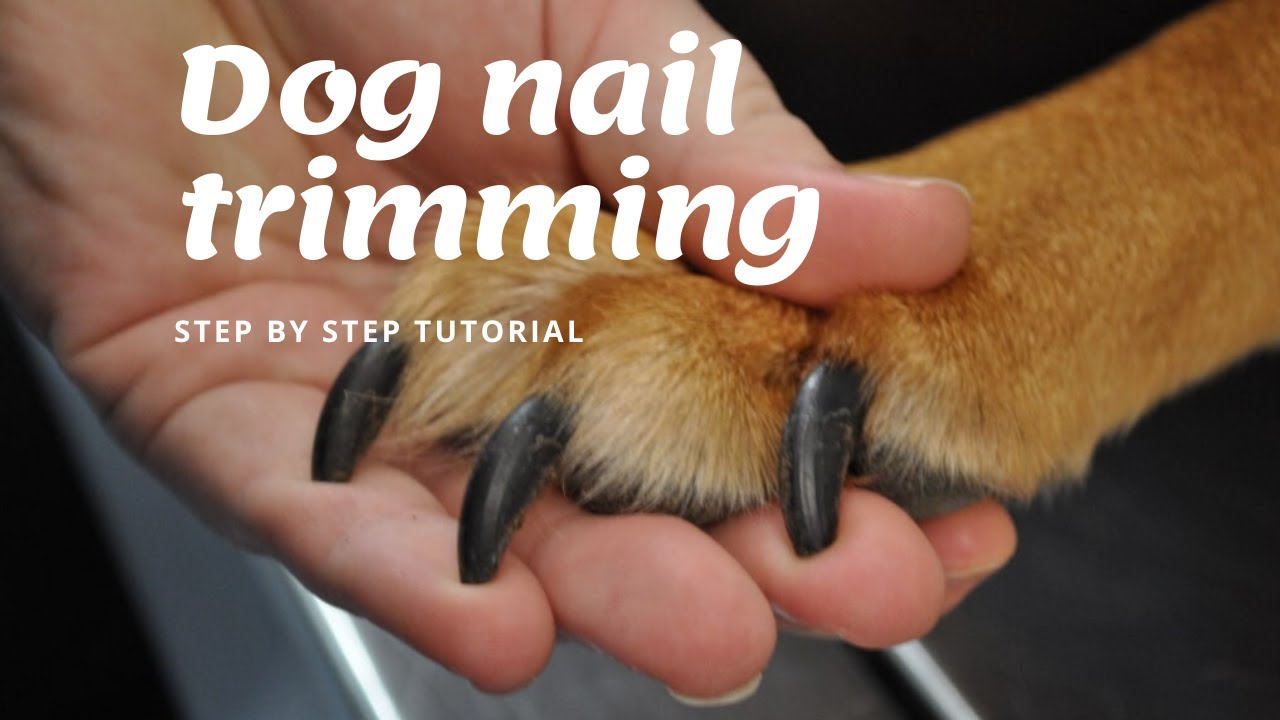 How to Trim Your Dog's Nails at Home *STEP BY STEP GUIDE* - YouTube