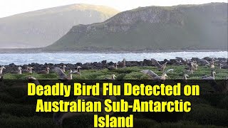 Deadly Bird Flu Detected on Australian Sub-Antarctic Island | What You Need to Know