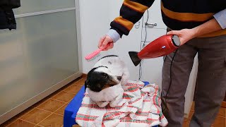 Hair Dryer Relax Sound  Dog Drying | Blow Dryer for Sleeping | Relax | Studying | ASMR