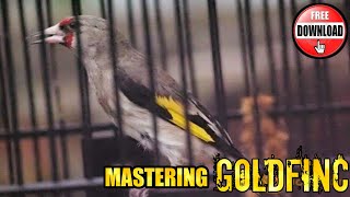 MASTERAN EFEKTIF MUDAH DITIRU, SUARA GOLFINCH GACOR, Bird Song, Bird Calling, Lissen Birds Chirping