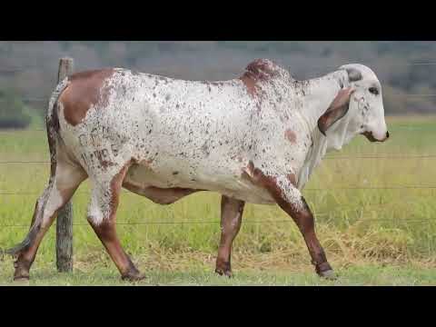 LOTE 13   VUVUZELA FIV CAL   CAL 14905