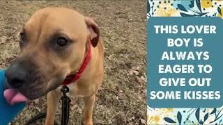 MEET BUDDY AT KC PET PROJECT
