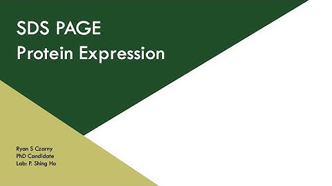 SDS Page Protein Expression | CSU BMB Exploring Biochem