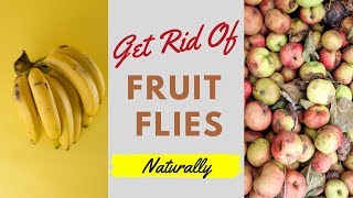Say Goodbye to Fruit Flies with These Essential Oils