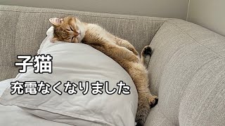 あまりにも激しく遊びすぎて急に寝落ちしてしまった子猫がこちらです