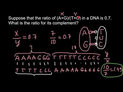 Chargaff의 규칙을 사용하여 DNA의 염기 비율을 계산하는 방법