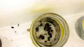 Sand Crab Ecotox Sublethal Effects