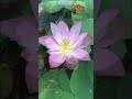 Grow lotus at home #shorts