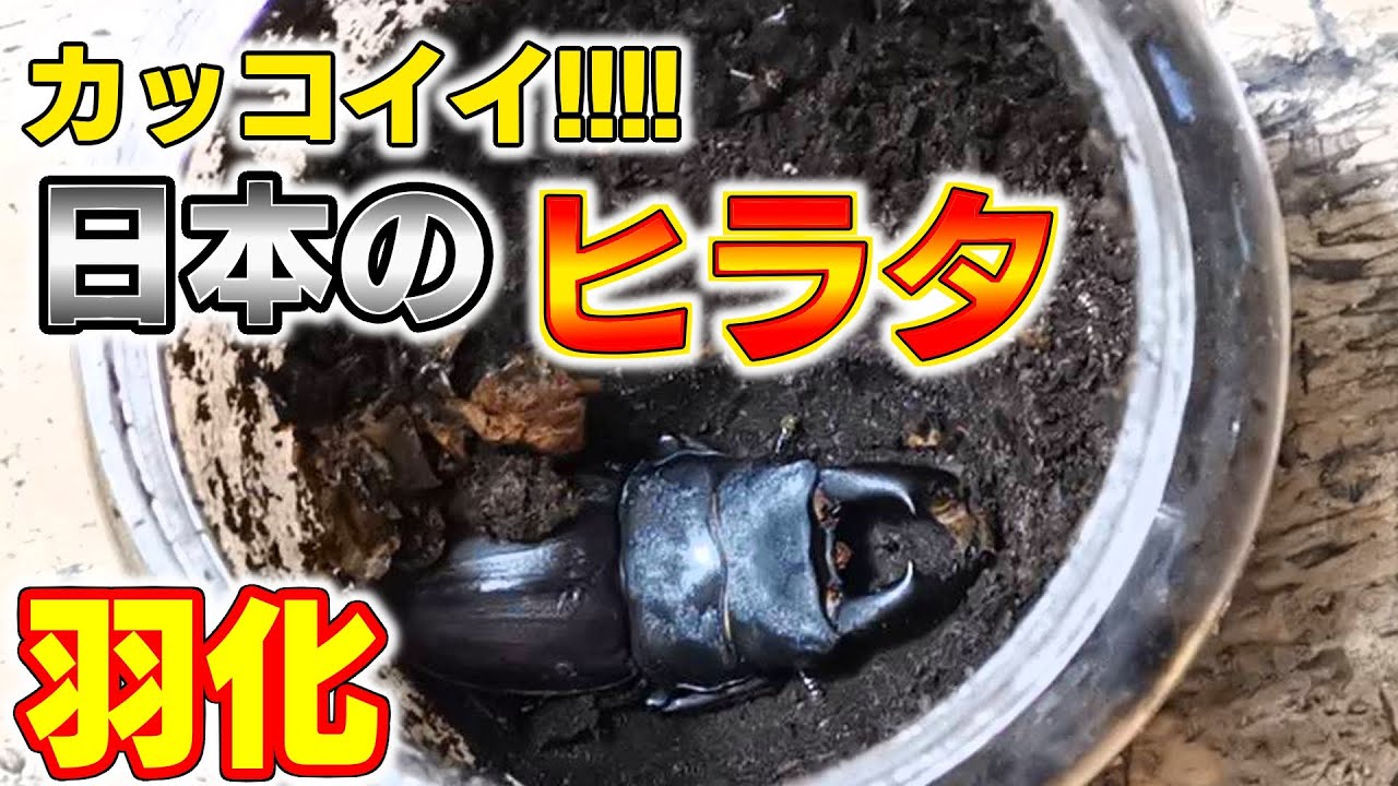 スジブトヒラタ羽化‼! - YouTube