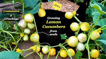 Growing Lemon Cucumbers from Seed to Harvest - Step by Step (Containers & Growbags)